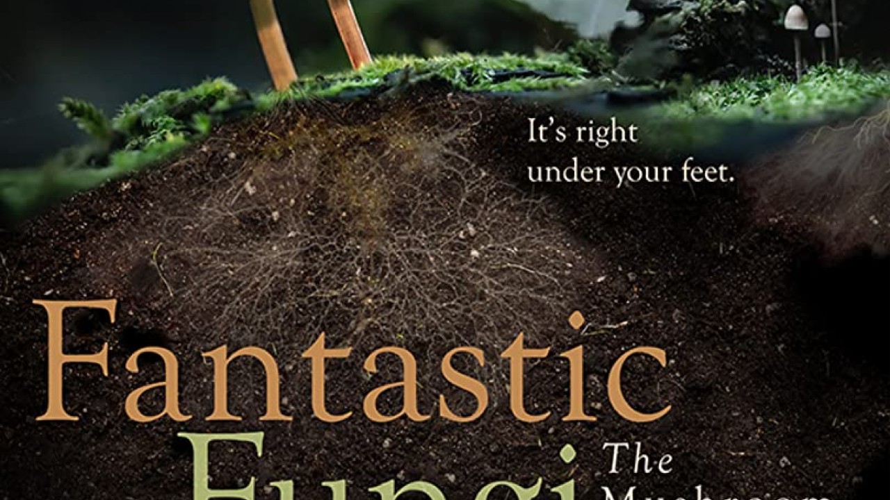 مشاهدة فيلم Fantastic Fungi 2019 مترجم