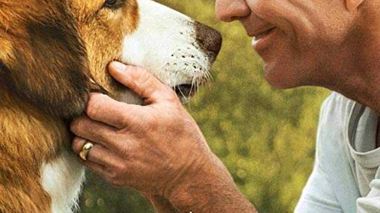 مشاهدة فيلم A Dog’s Journey 2019 مترجم