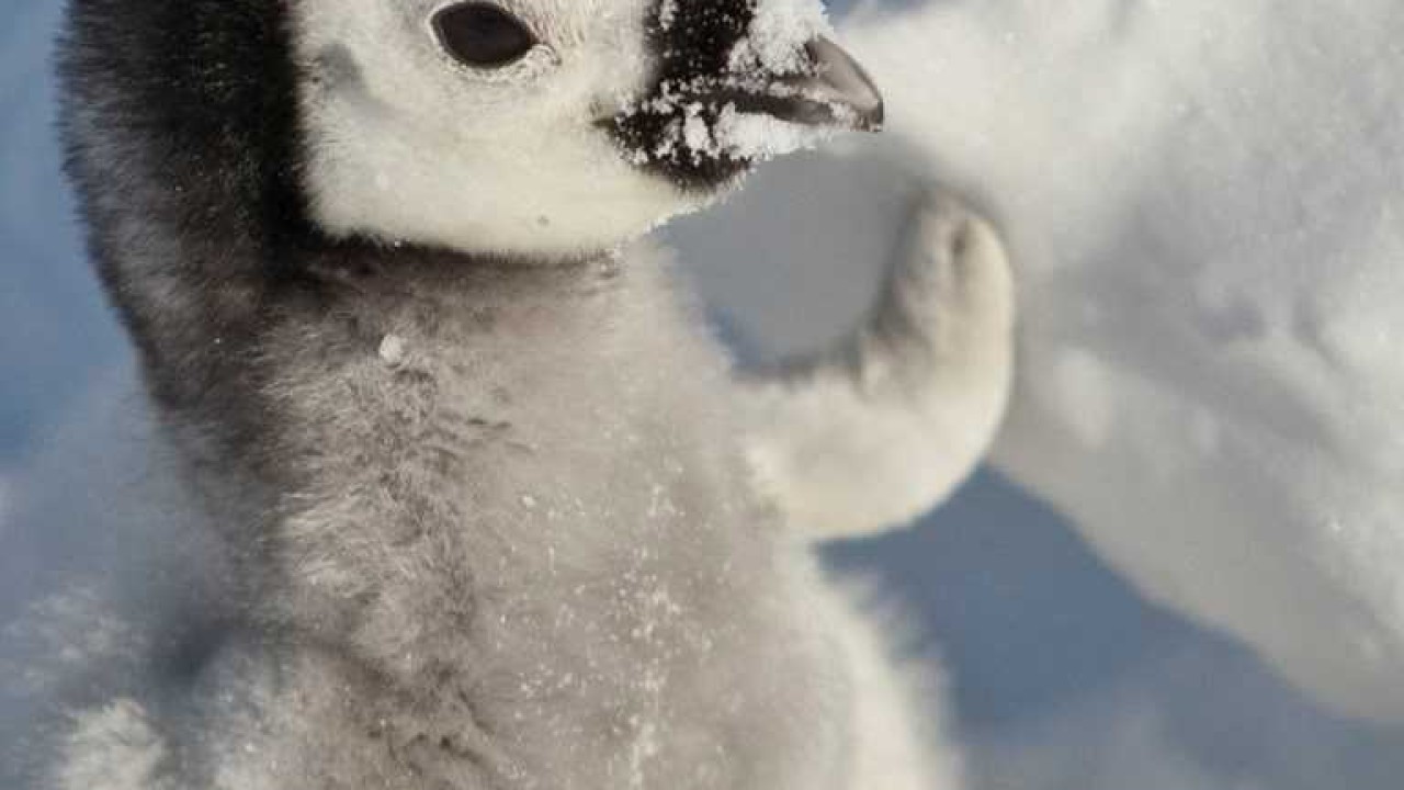 فيلم Snow Chick A Penguin’s Tale 2015 مترجم