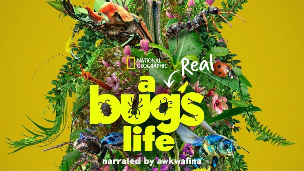A Real Bug's Life