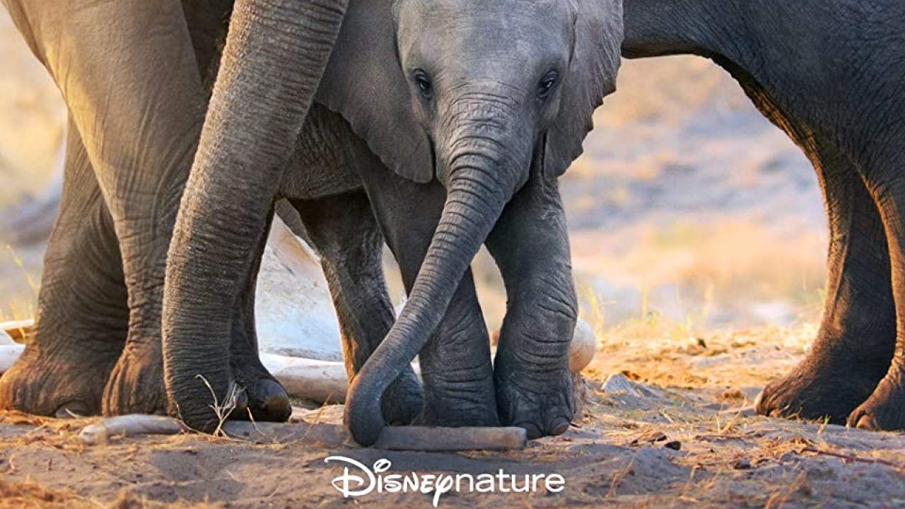 مشاهدة فيلم Elephant 2020 مترجم