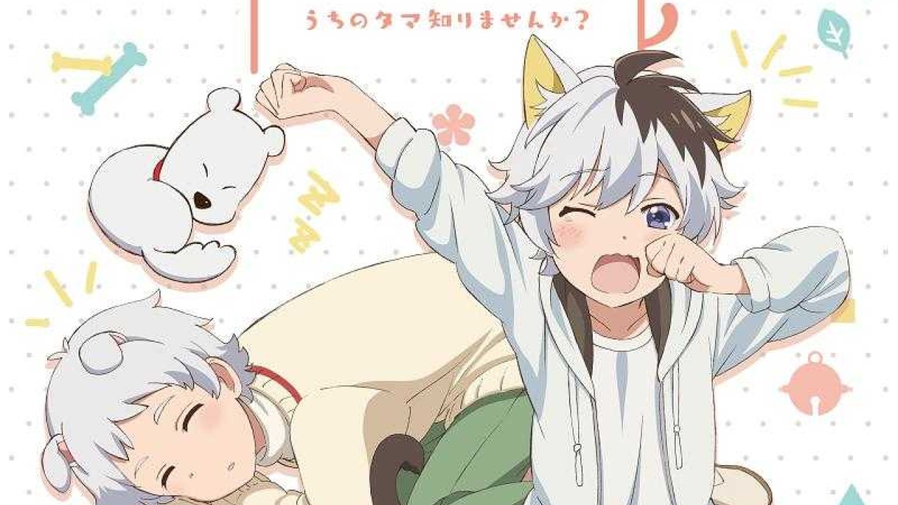 مشاهدة انمي Uchi Tama?! Uchi no Tama Shirimasen ka? موسم 1 حلقة 4