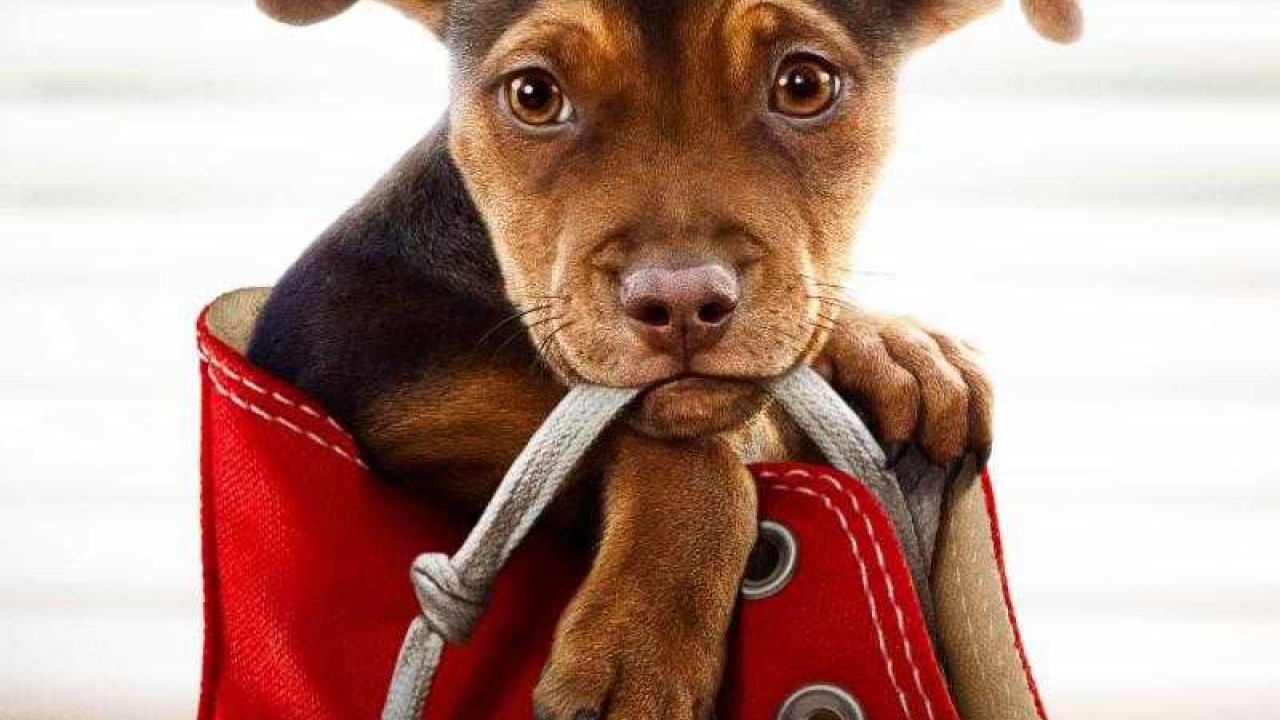 مشاهدة فيلم A Dog’s Way Home 2019 مترجم