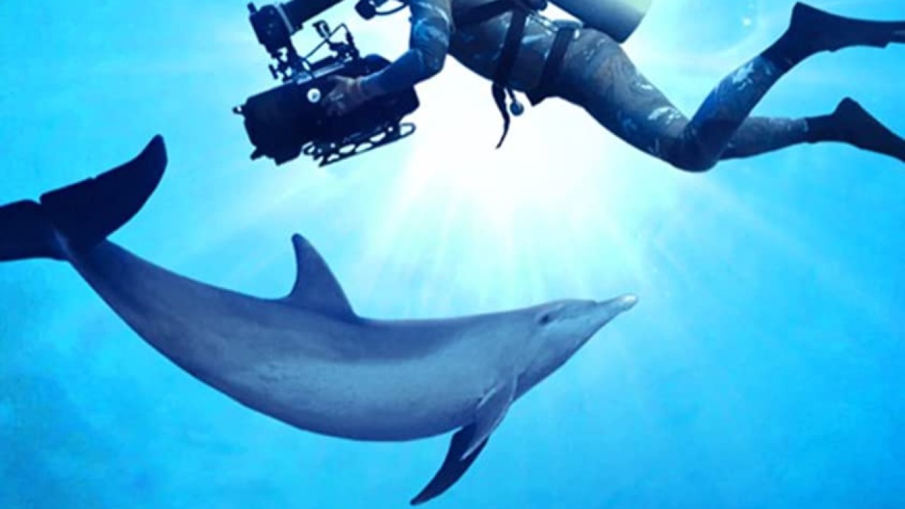 مشاهدة فيلم Diving with Dolphins 2020 مترجم